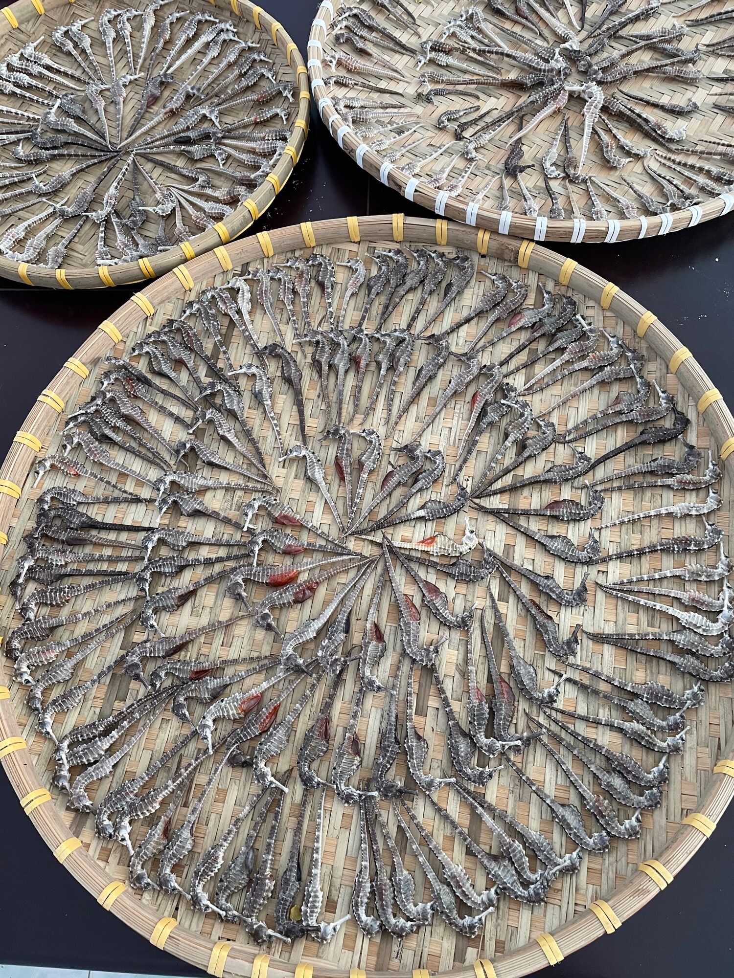2 con cá ngựa khô size 9-10cm