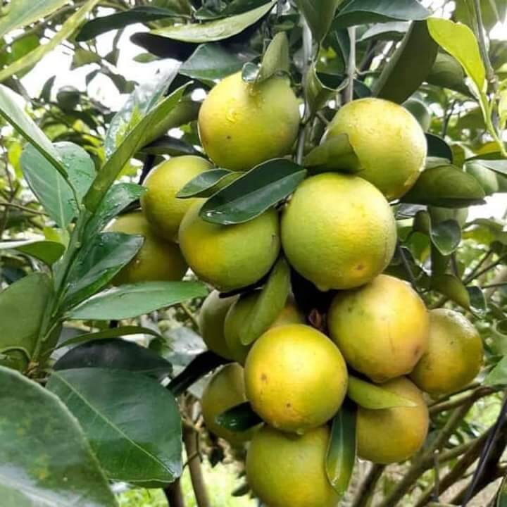 Cam xoàn Đồng Tháp