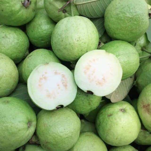 Cây giống ổi đông dư ổi găng (1caay)
