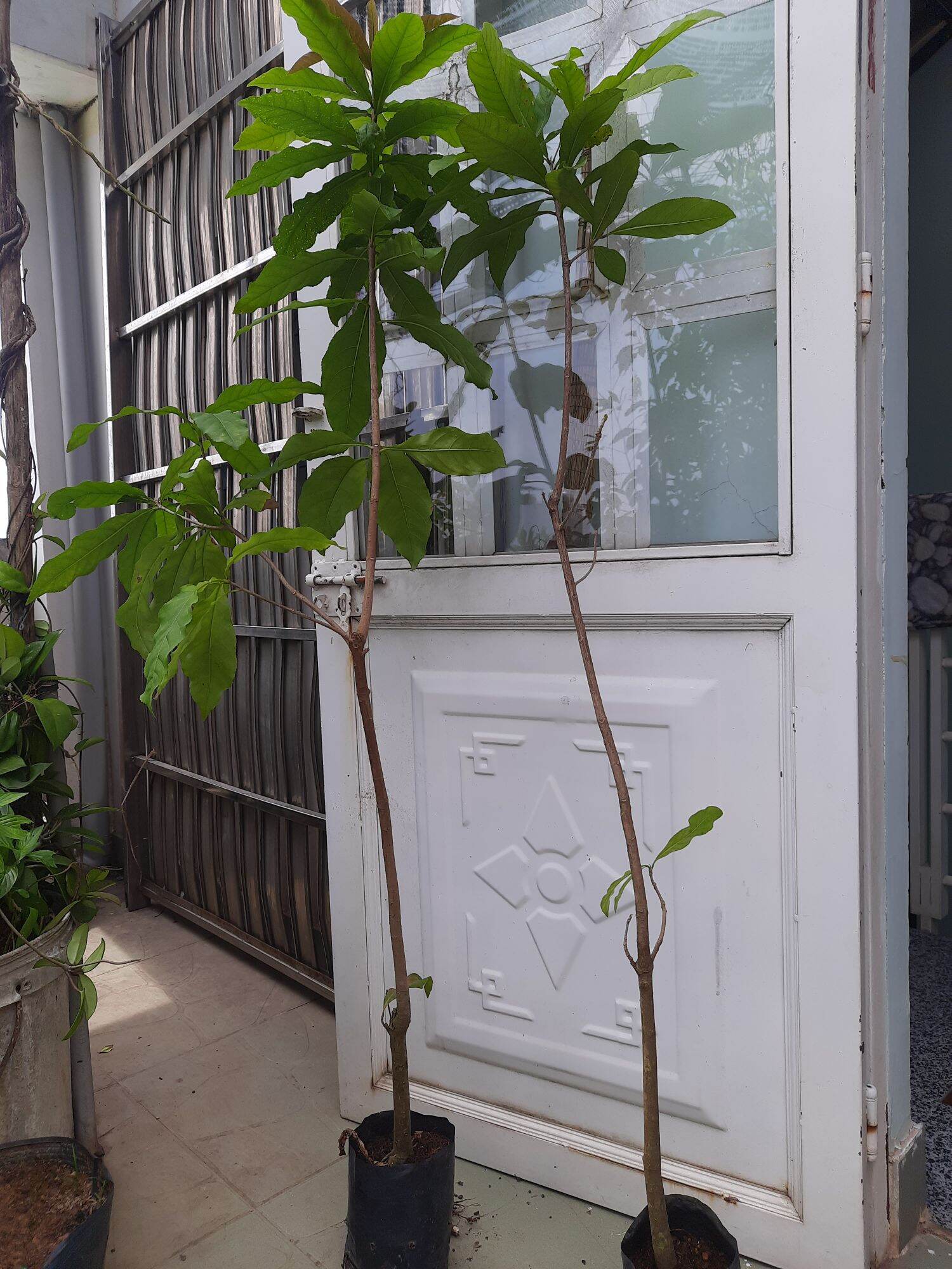 Cây giống lộc vừng hoa đỏ, cao 1m