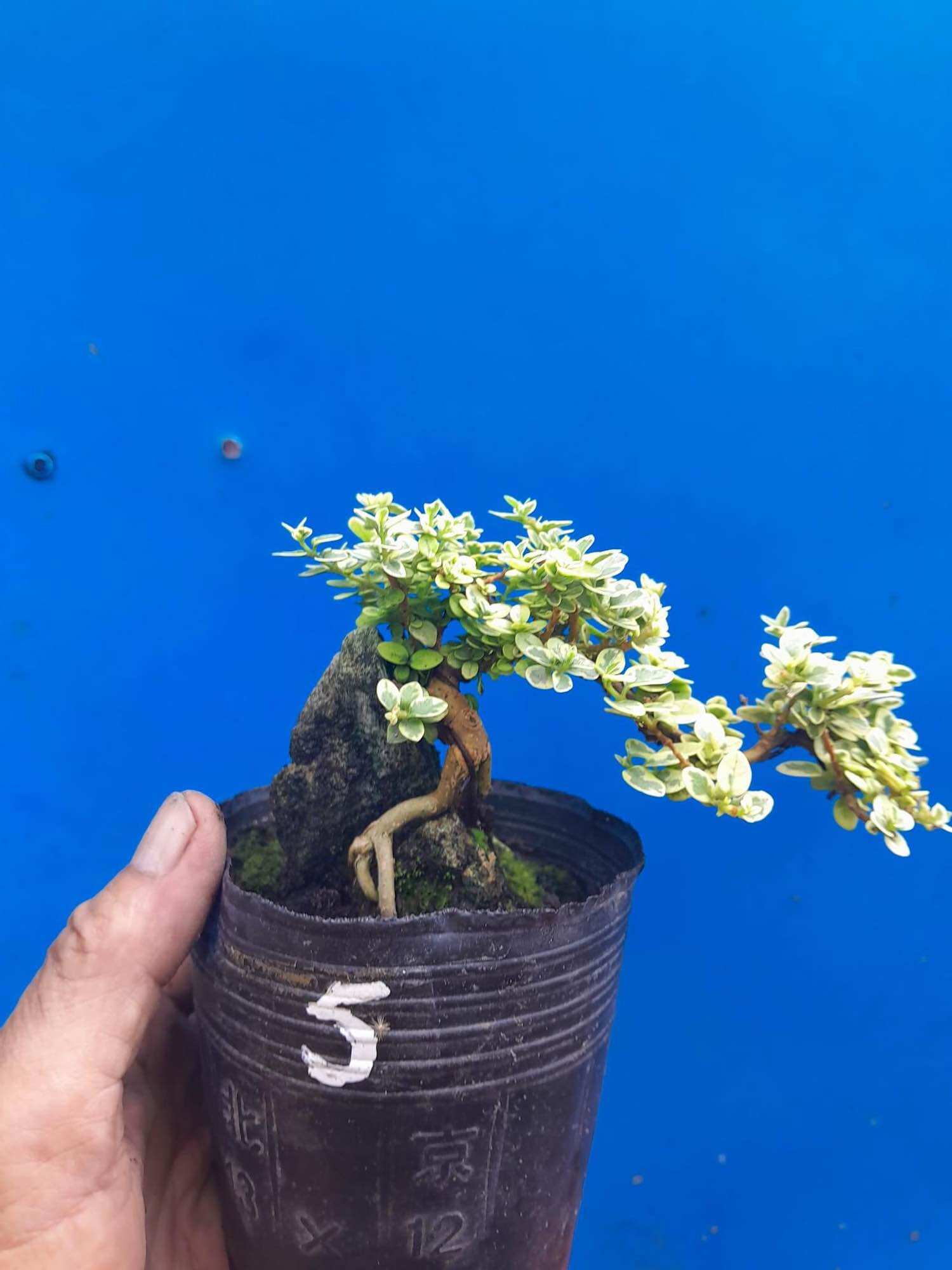 Sam hương lá trắng ôm đá bonsai mini