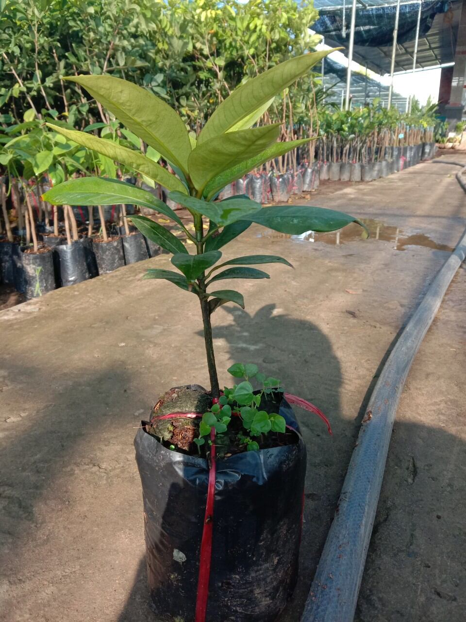 Cây măng cụt