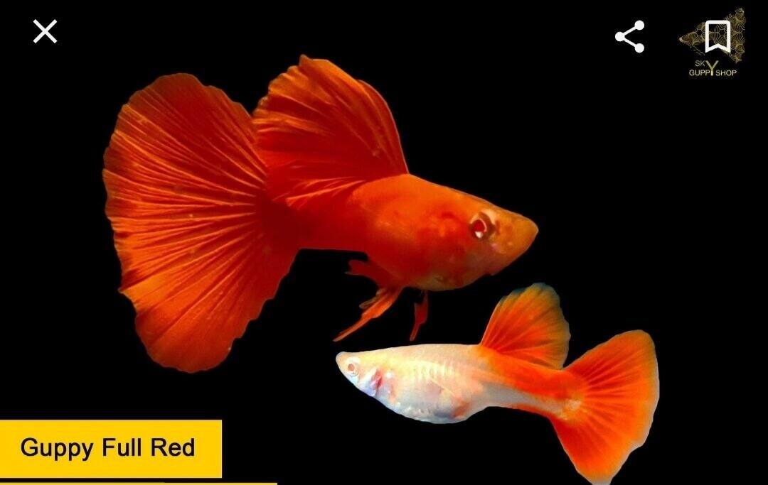 full red - guppy trang trí hồ