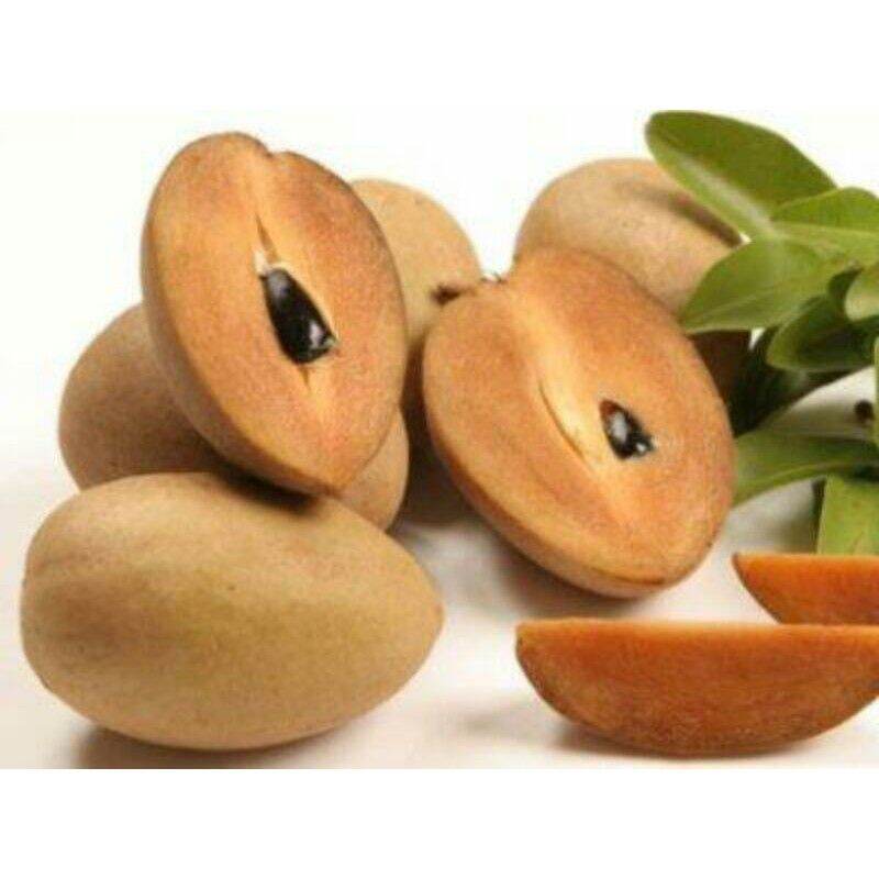 Cây Hồng Xiêm xoài cây sa bô sapoche 6 tháng cho trái