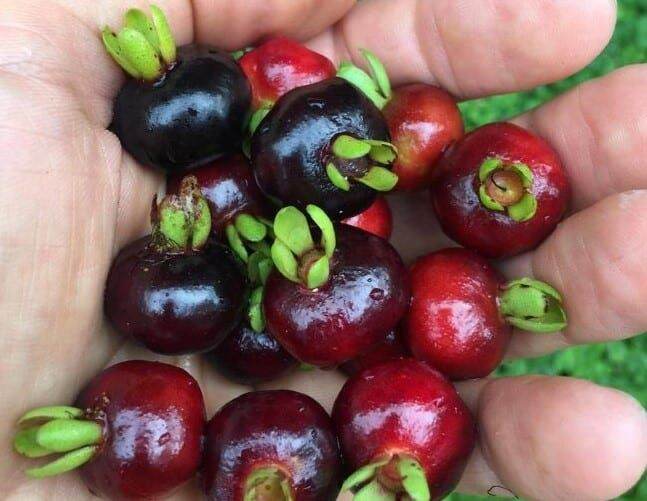 Cây Cherry Brazin Tứ Quý (Cherry nhiệt đới ra trái quanh năm)