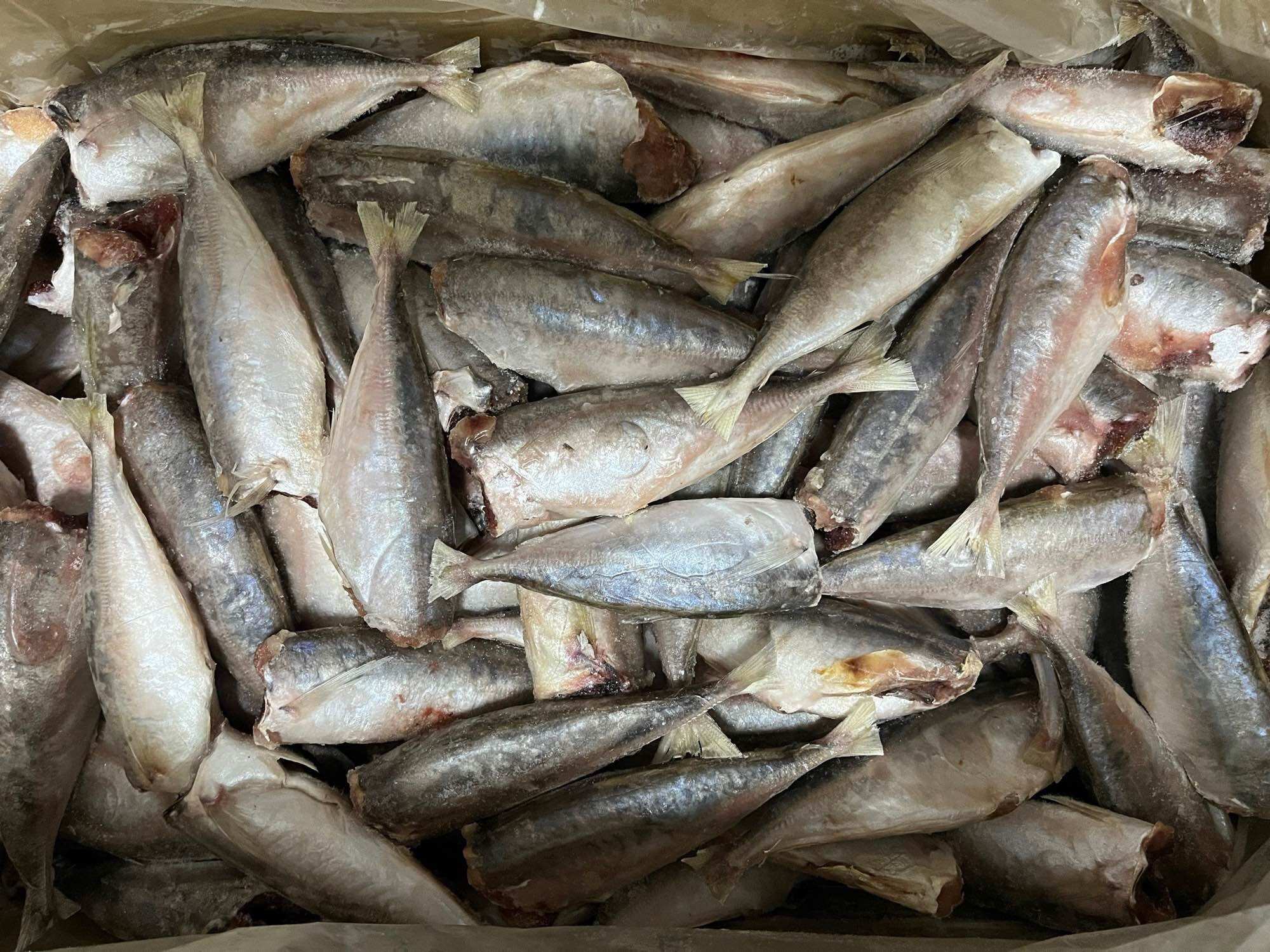 Cá nục mần sạch túi 1kg (giao tphcm)