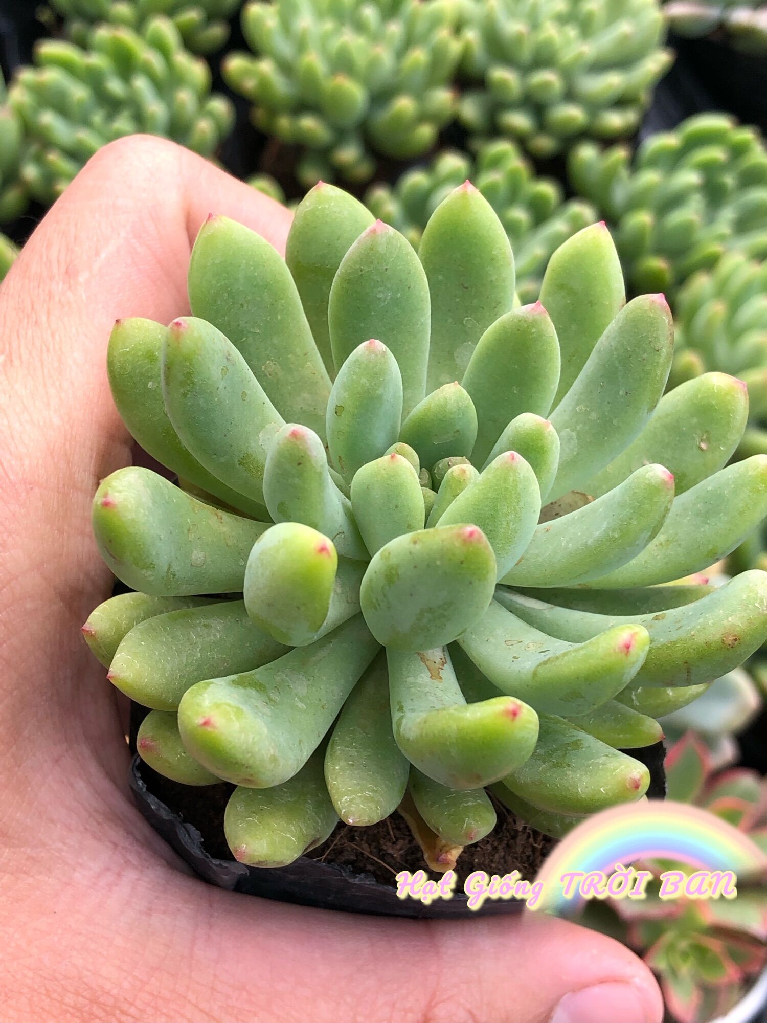 SEN ĐÁ THƯỢC DƯỢC XANH🥰🥰🥰SIZE 5-7 cm😘XUẤT VƯỜN ĐÀ LẠT 😍 ĐÃ THUẦN KHÍ HẬU 🤑 SỐ LƯỢNG CÓ HẠN 🤫