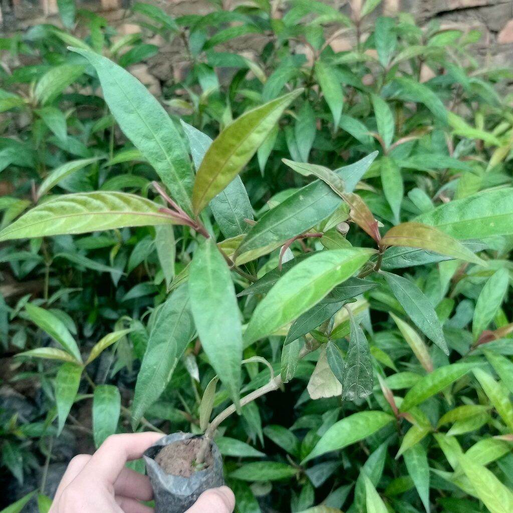 10 cây giống hoàn ngọc đỏ rất khoẻ . lh 0975449688