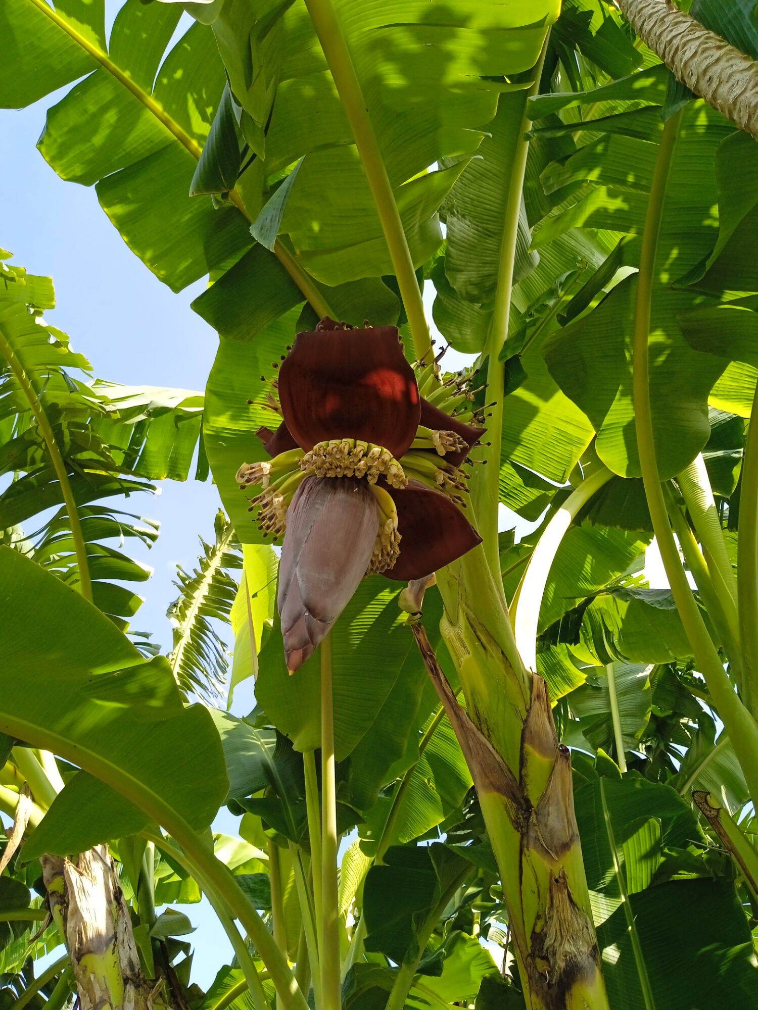 Bắp chuối sứ hữu cơ