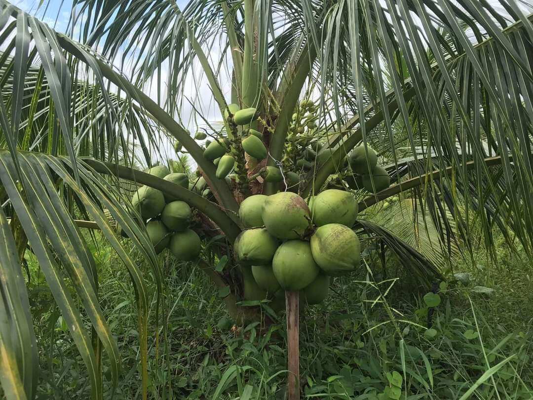 CÂY DỪA XIÊM LÙN GIỐNG