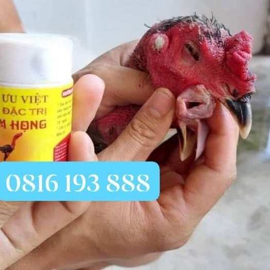 Nấm họng ưu việt