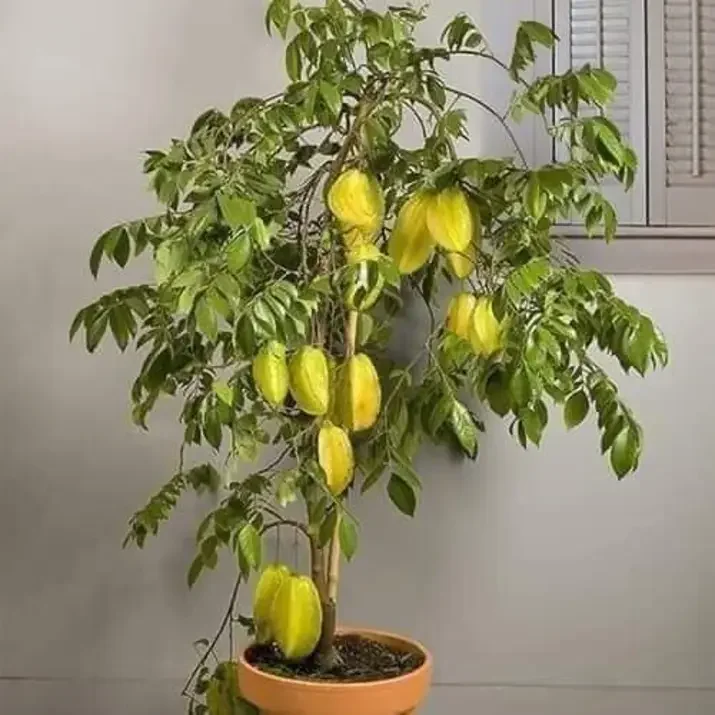 cây khế ngọt cây đẹp