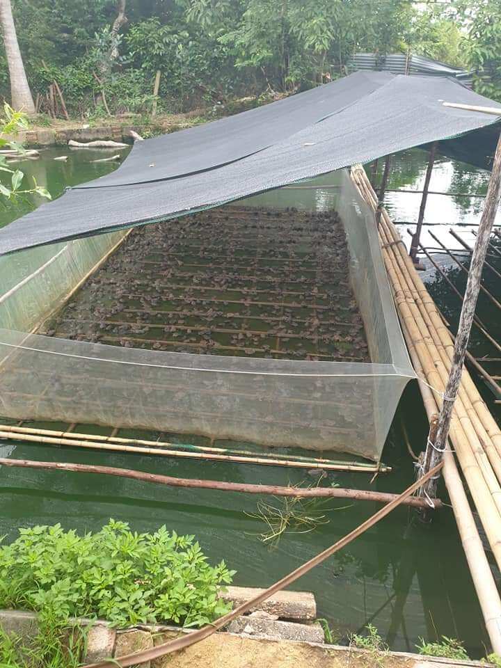 Tráng lồng vèo nuôi ốc ếch cá 3x2x1 loại 3li