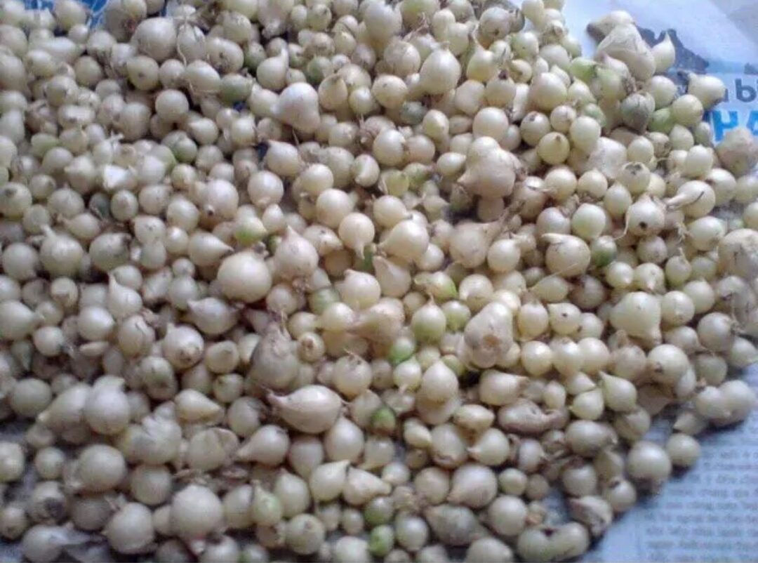 1kg củ nén hành tăm, củ nhỏ (đặc sản Quảng Trị)