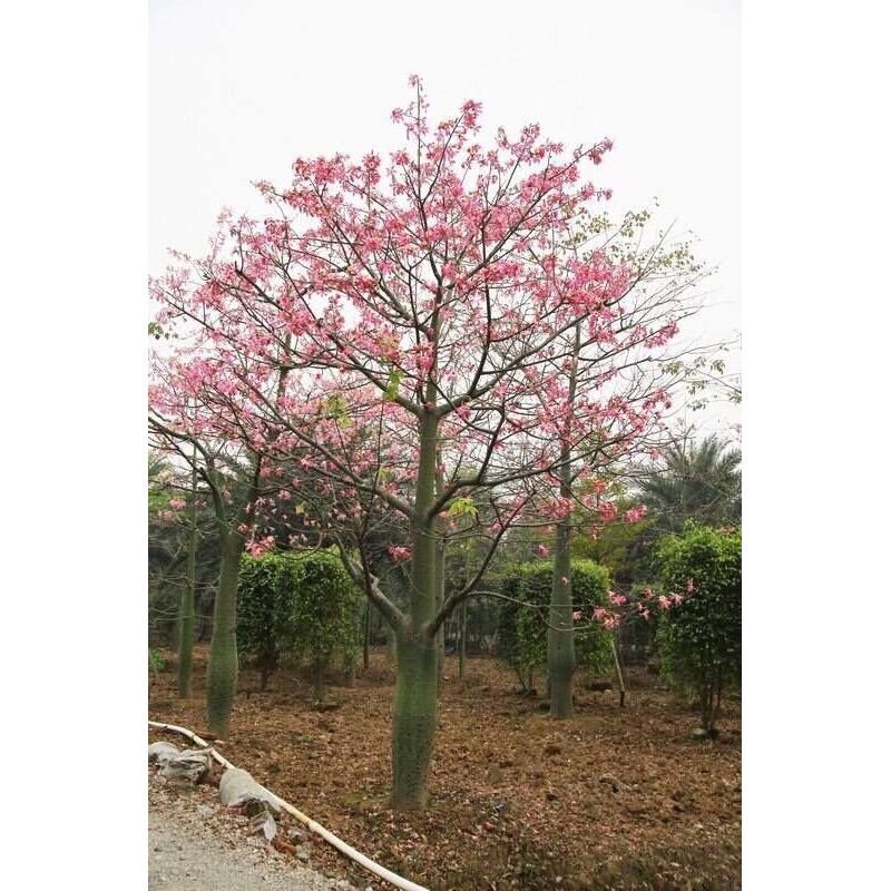 Cây giống Mỹ nhân thân gỗ