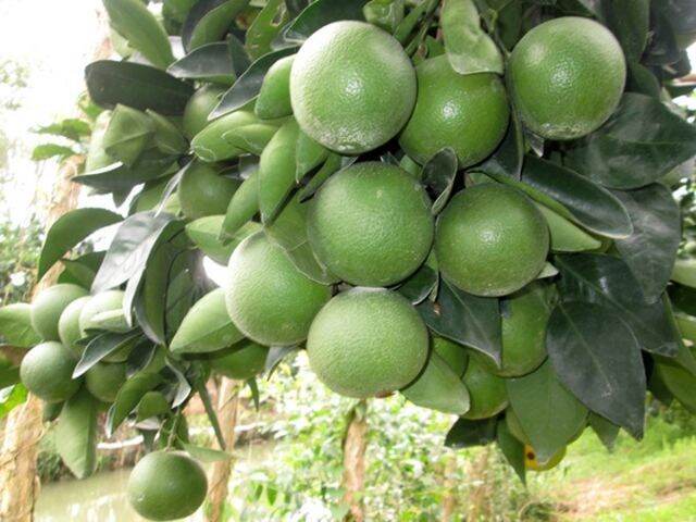Cây cam xoàn (siêu sớm)