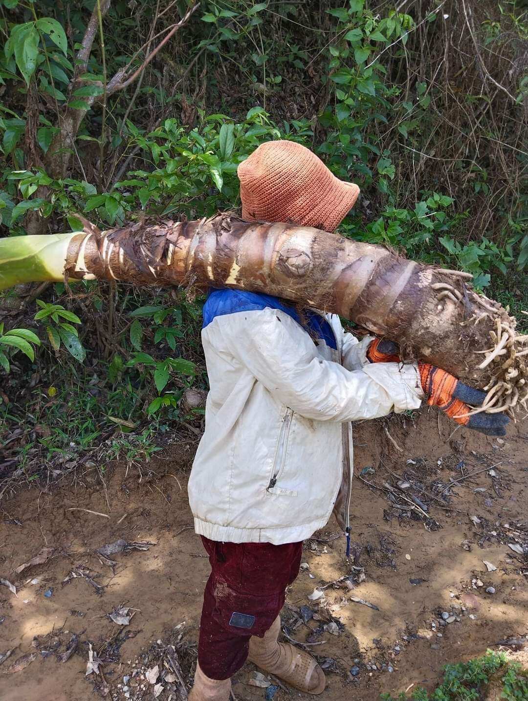 Củ bạc hà núi 10kg đào ở núi cấm