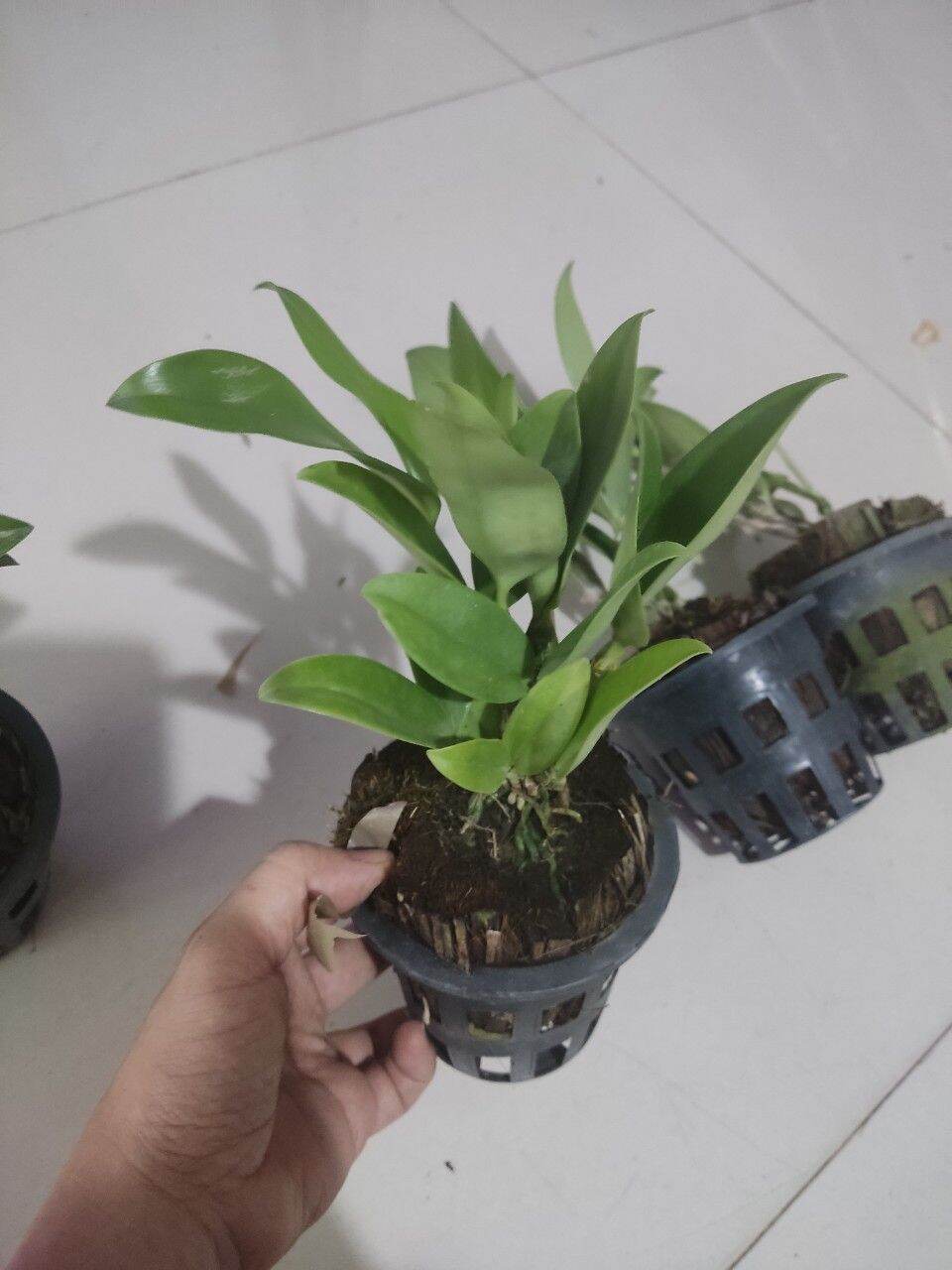 Hoa lan Kiều trắng hàng Thái chuẩn hoa
