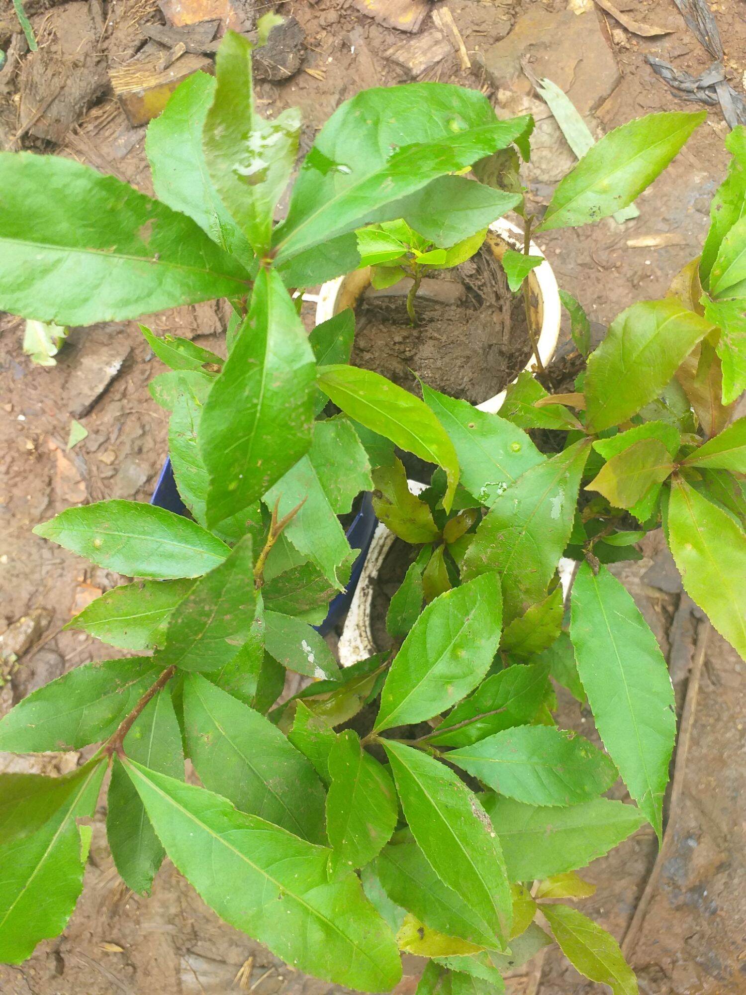 cây Lộc Vừng Đỏ