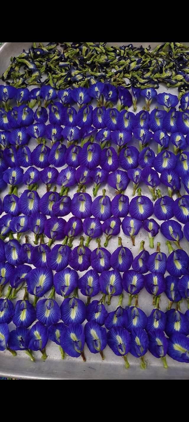 100gr trà hoa đậu biếc ko vụn