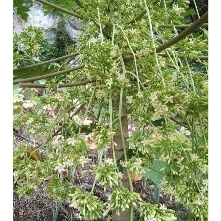 1 kg hoa đu đủ đực phơi khô