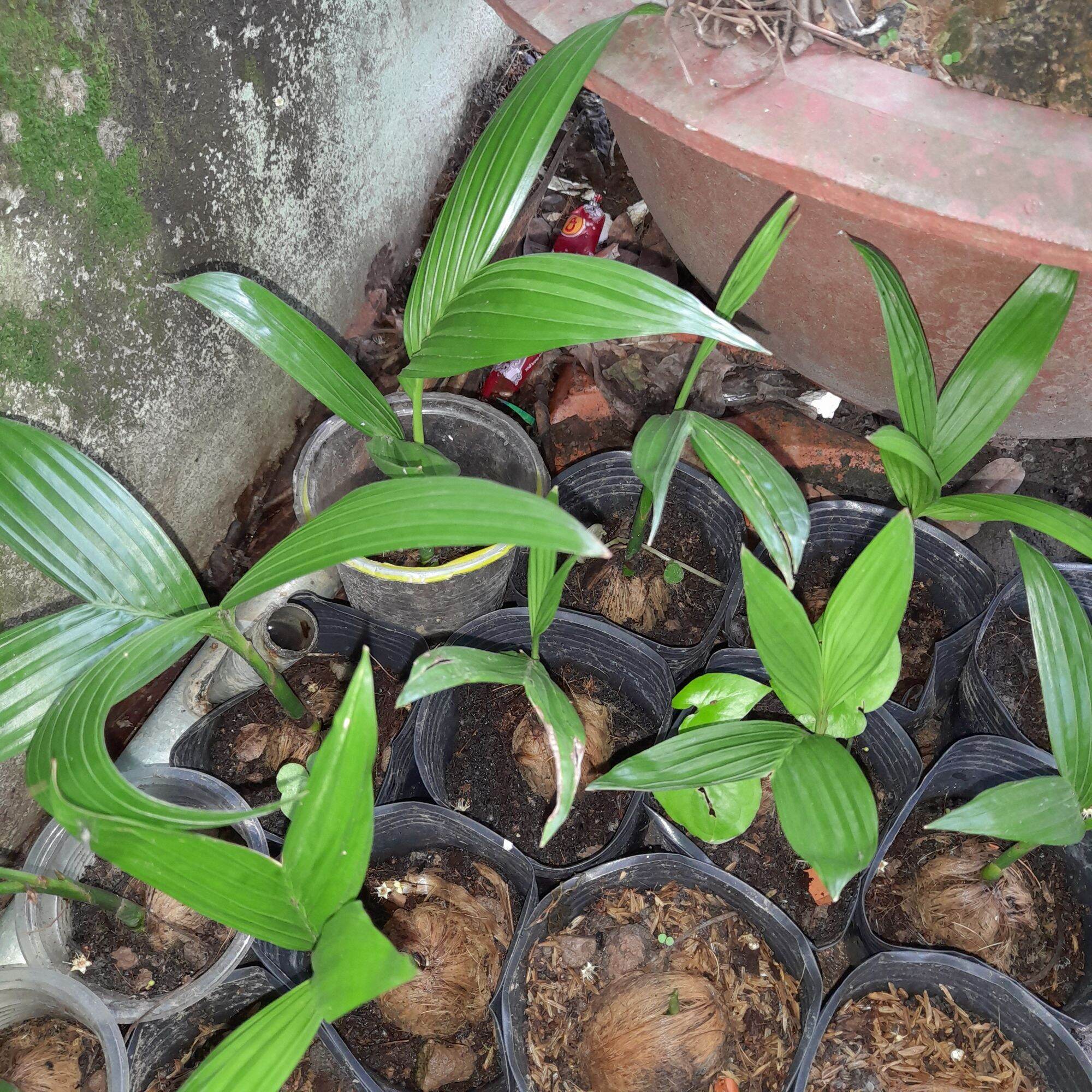 Cây cau giống, cau ta, cau ăn trầu, giống cau xưa chậu cây giống cây ăn quả
