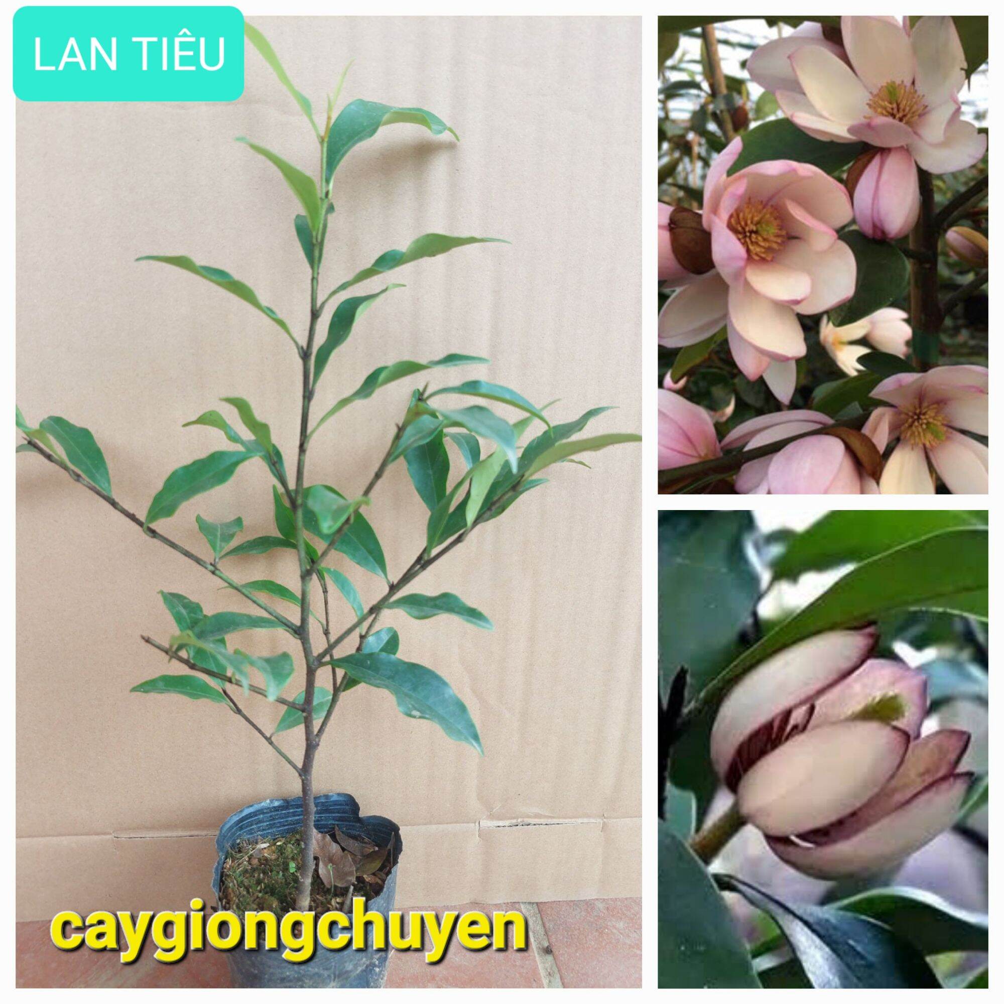 Cây giống hoa lan tiêu