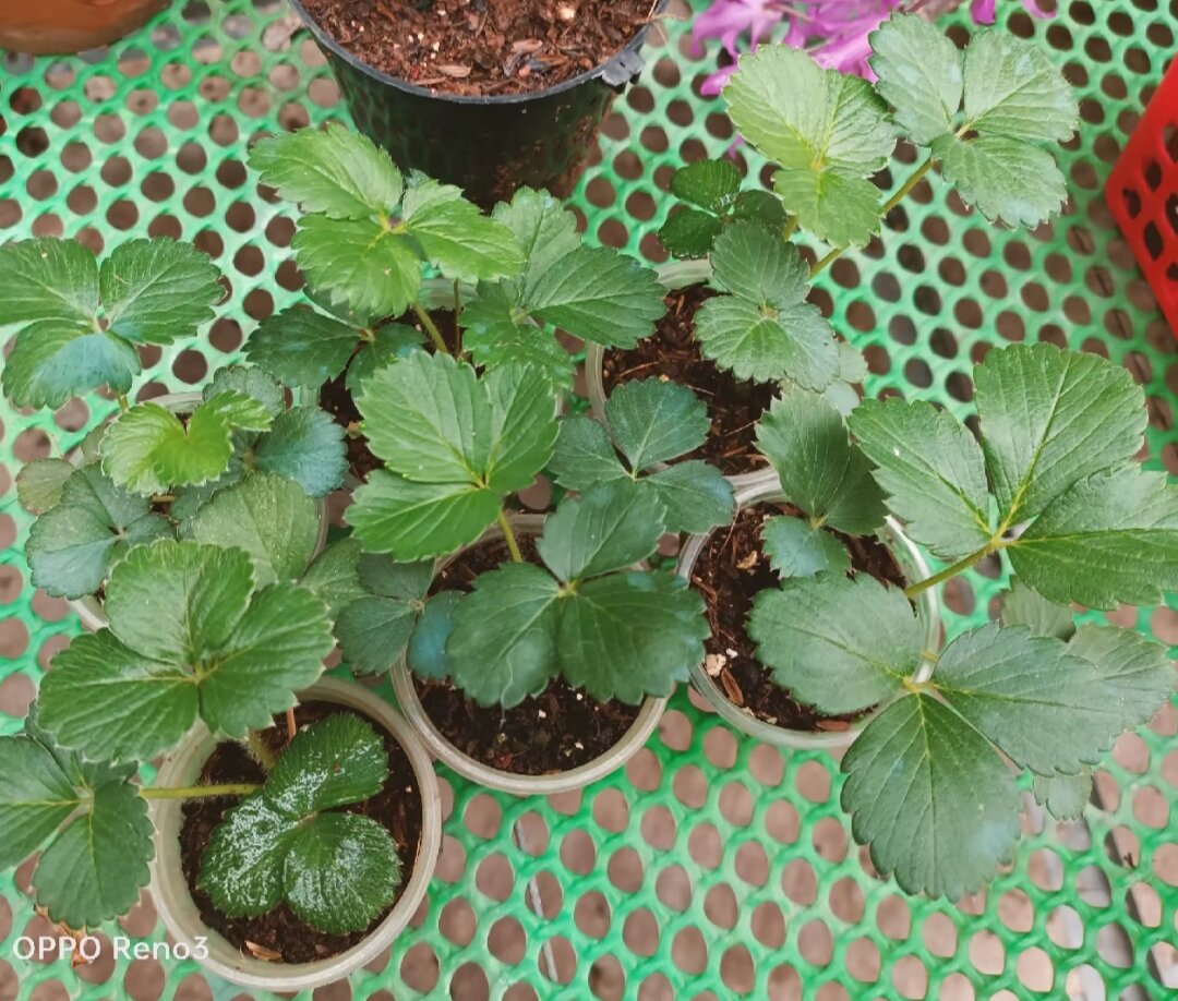 Dâu tây NỮ HOÀNG ( combo 10 cây mô vỉ - chuẩn giống)