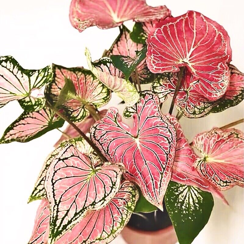 Cây môn thiên nga hồng caladium củ to