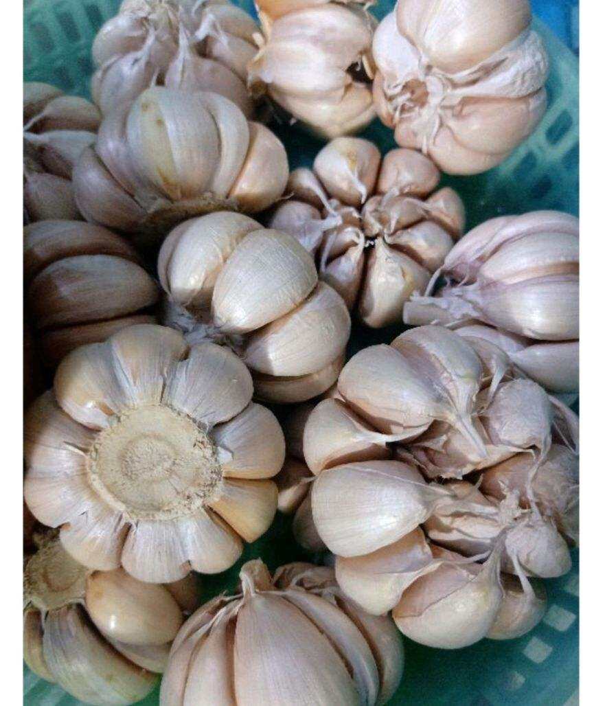 Tỏi củ to Bến Tre