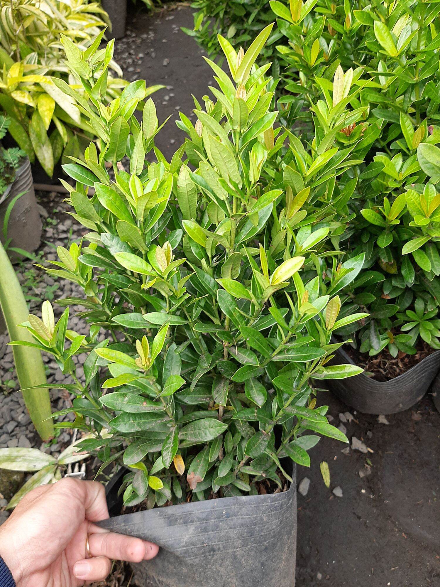 cây trang đỏ (mẫu đơn) lá nhỏ dáng thiên nhiên