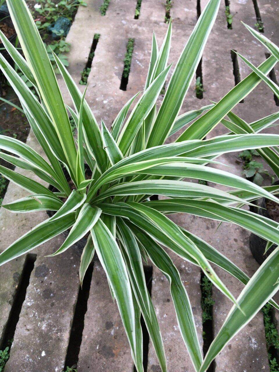 Cây cỏ lan chi- bạch chỉ
