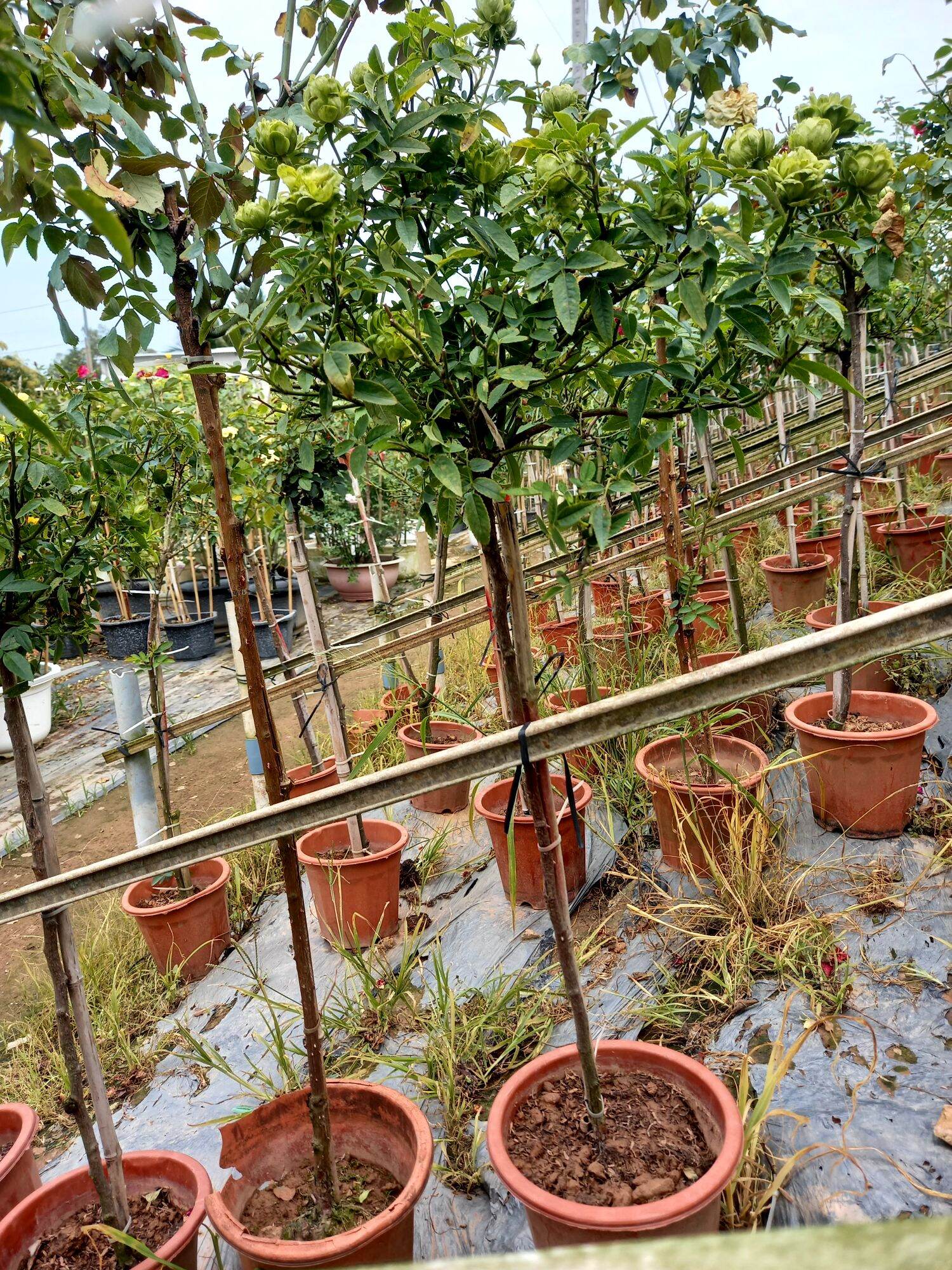 hồng xanh 1 cốt sieu hoa
