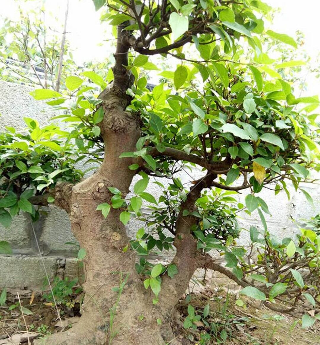 Lá sung sạch nhà trồng ogranic (500gr)