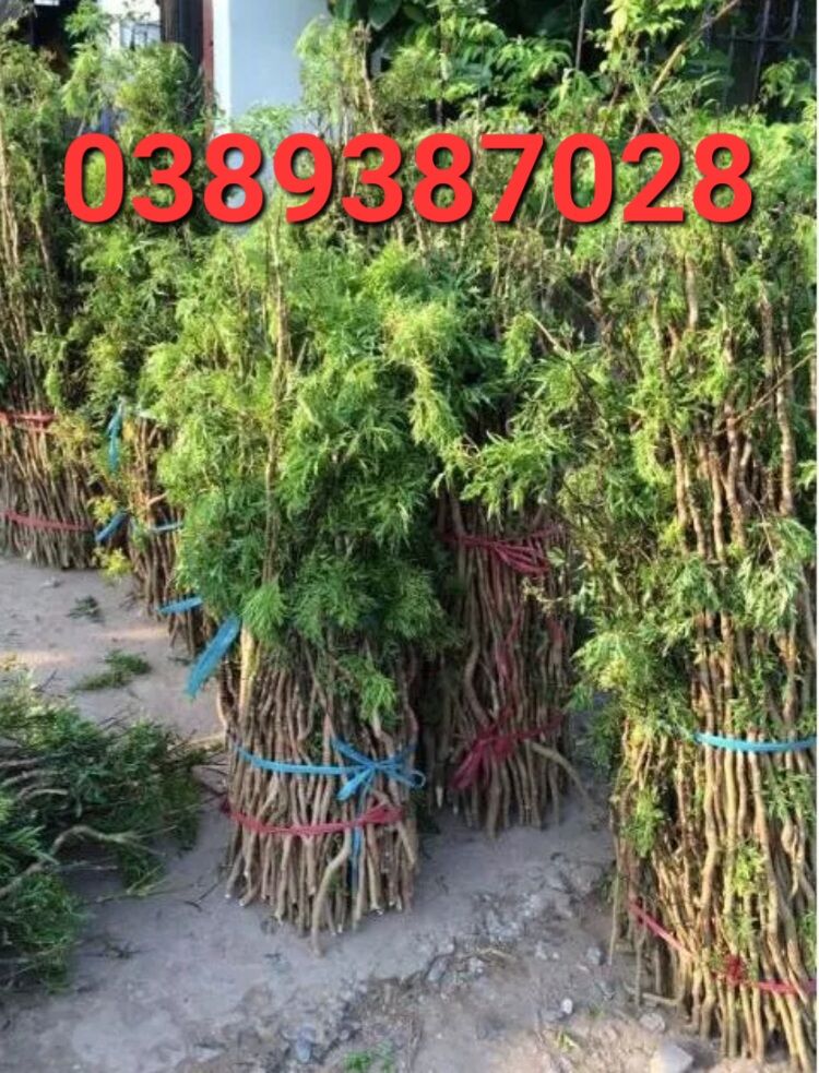 Hom giống cây đinh lăng,15 hom
