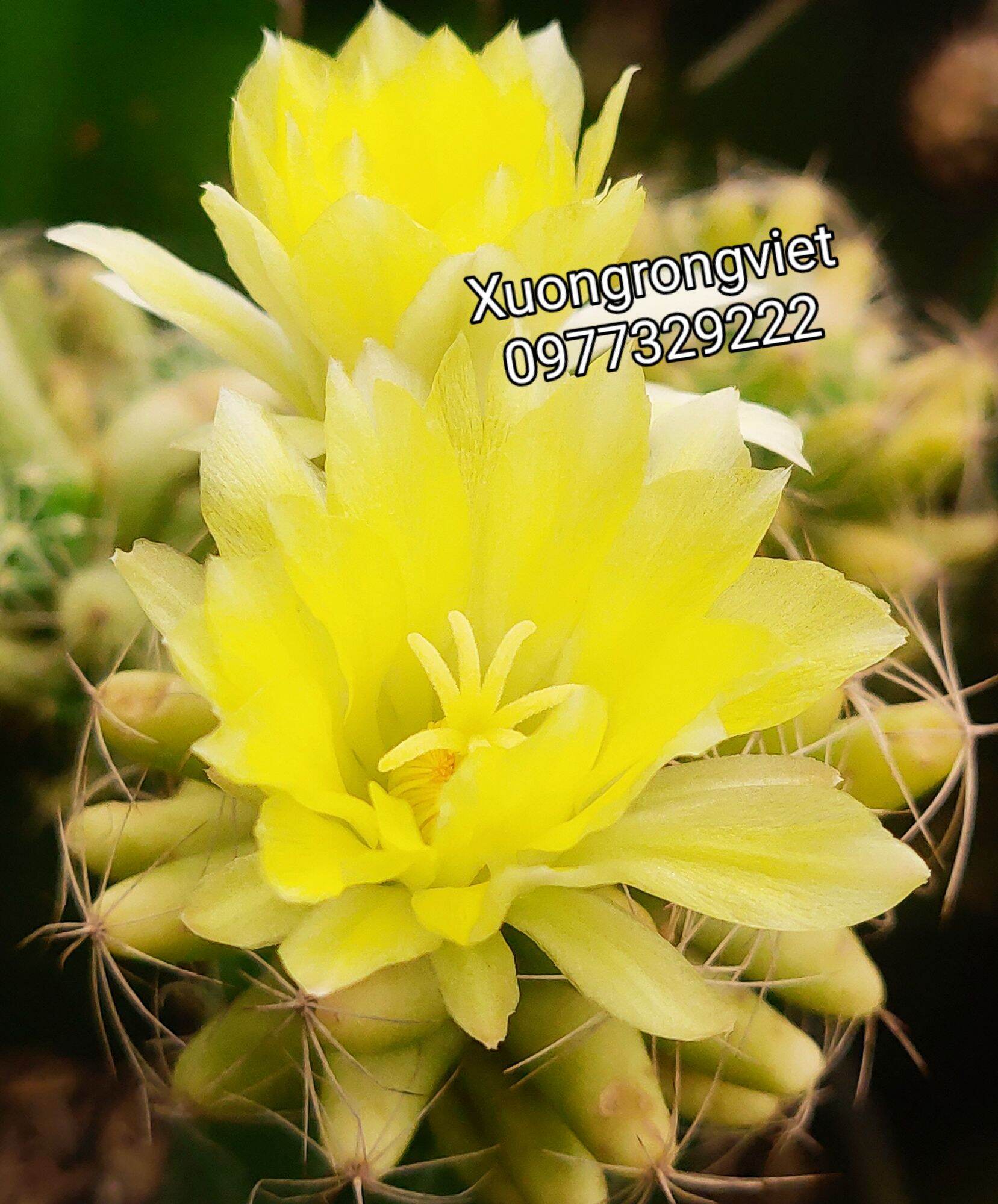 Xương rồng Chuối Vàng