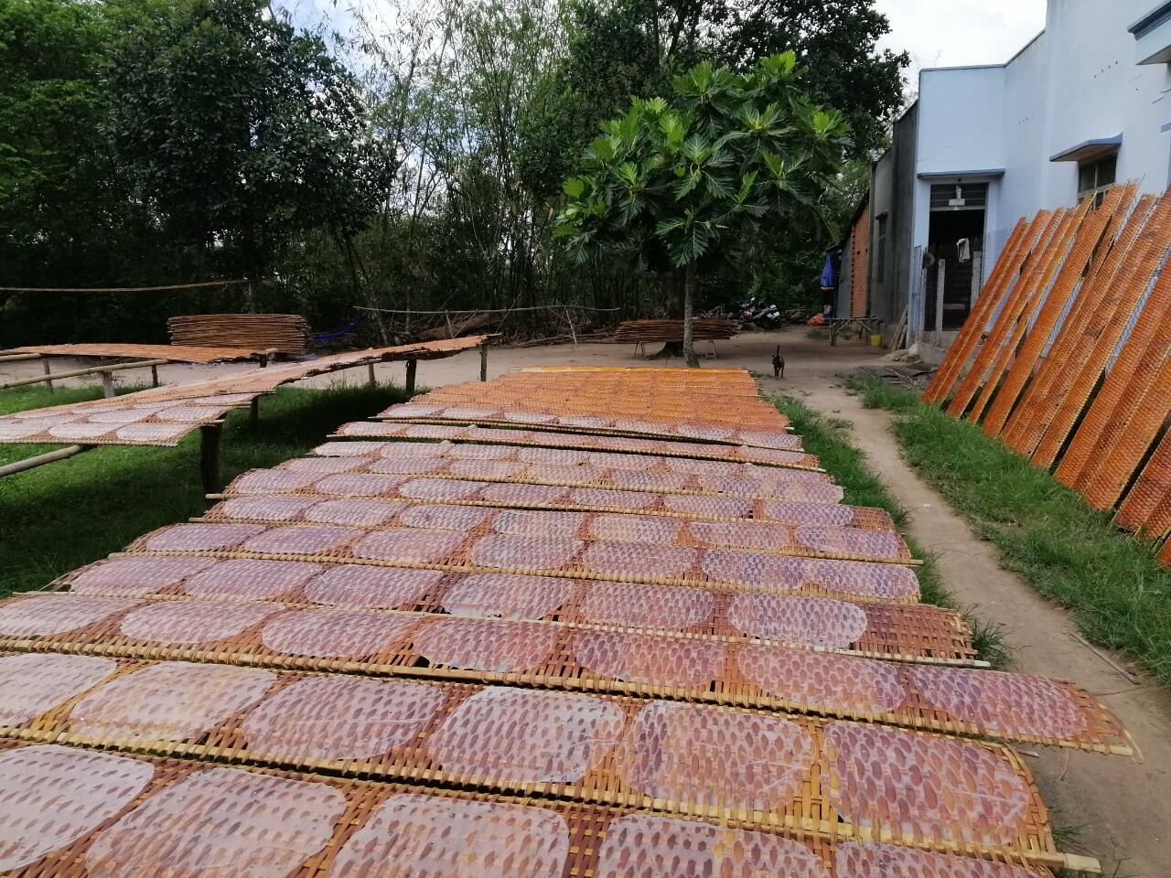 Bánh tráng tôm dẻo phơi sương 500g