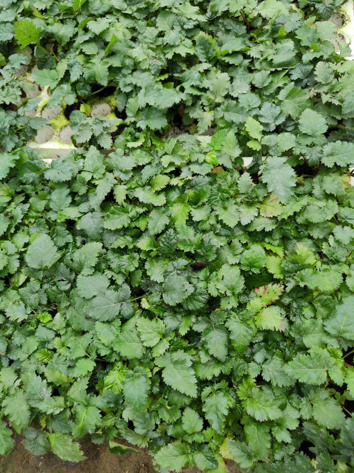 Phúc bồn tử( mâm xôi)