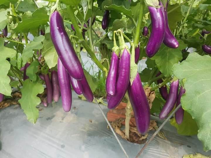 Hạt giống cà tím