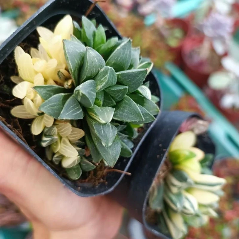 (Mã Vip Pro) Sen đá Haworthia Restusa var nhiều đầu.