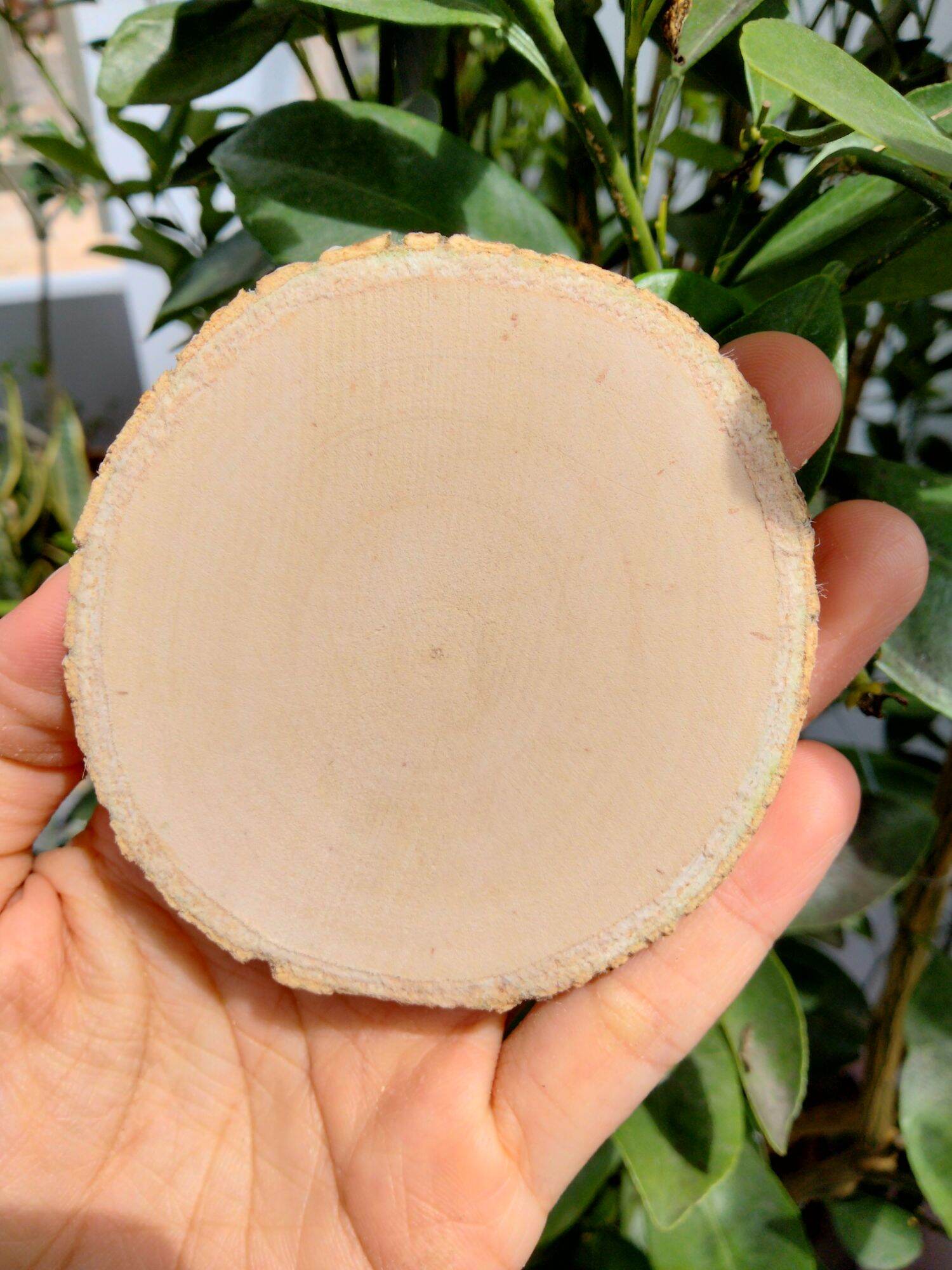 Lát gỗ trơn Decor trang trí 8-9cm