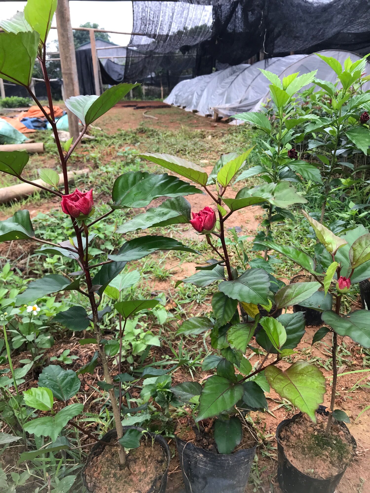 Cây hoa dâm bụt hoa kép