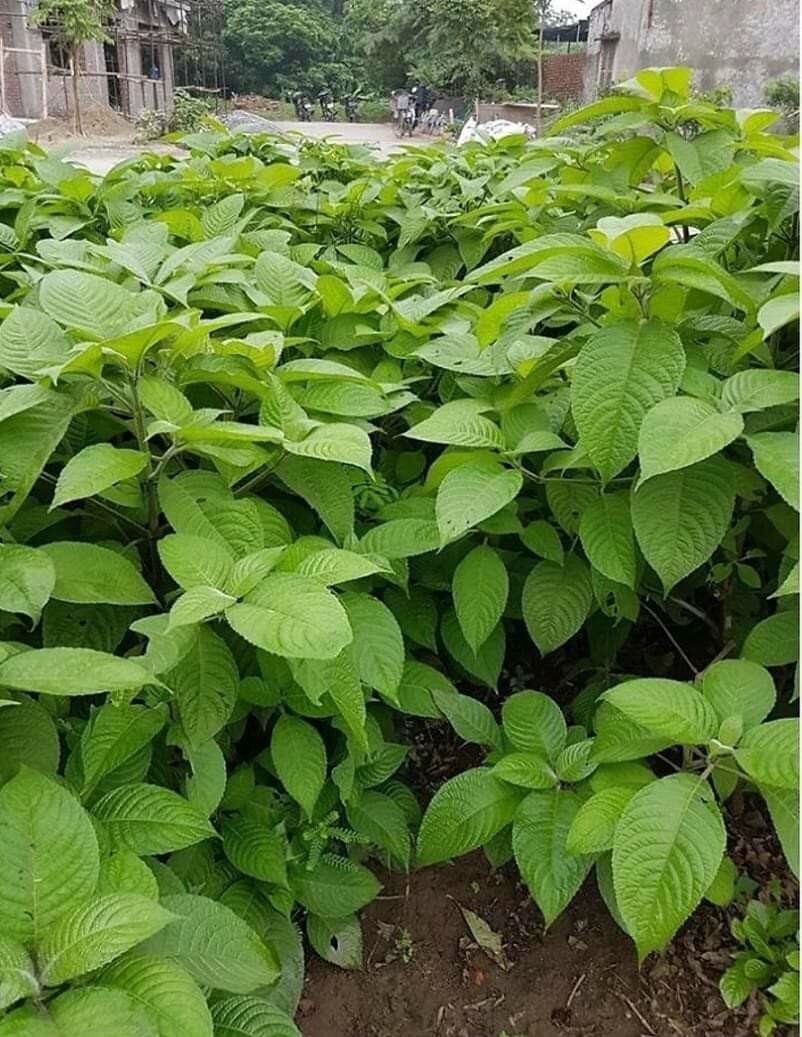 10 Cây giống chè khổng lồ chăn nuôi (Đã ươm mầm)