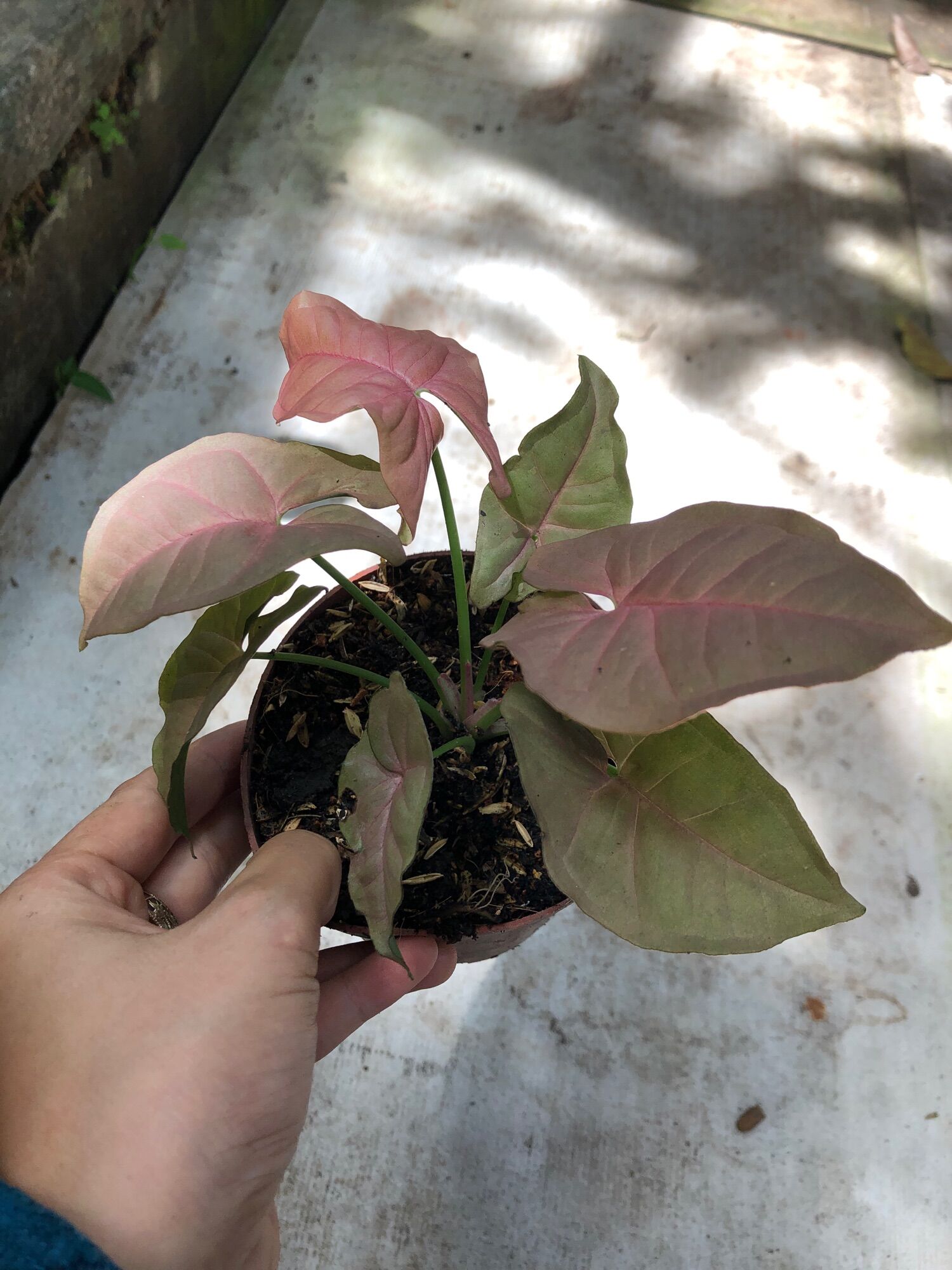 Cây giống trầu bà Hồng/ syngonium