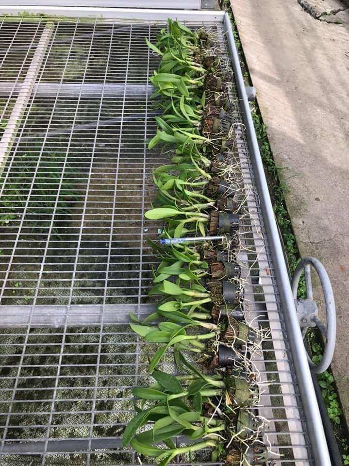 Hoa lan denro giống hoa đủ màu lộn xộn