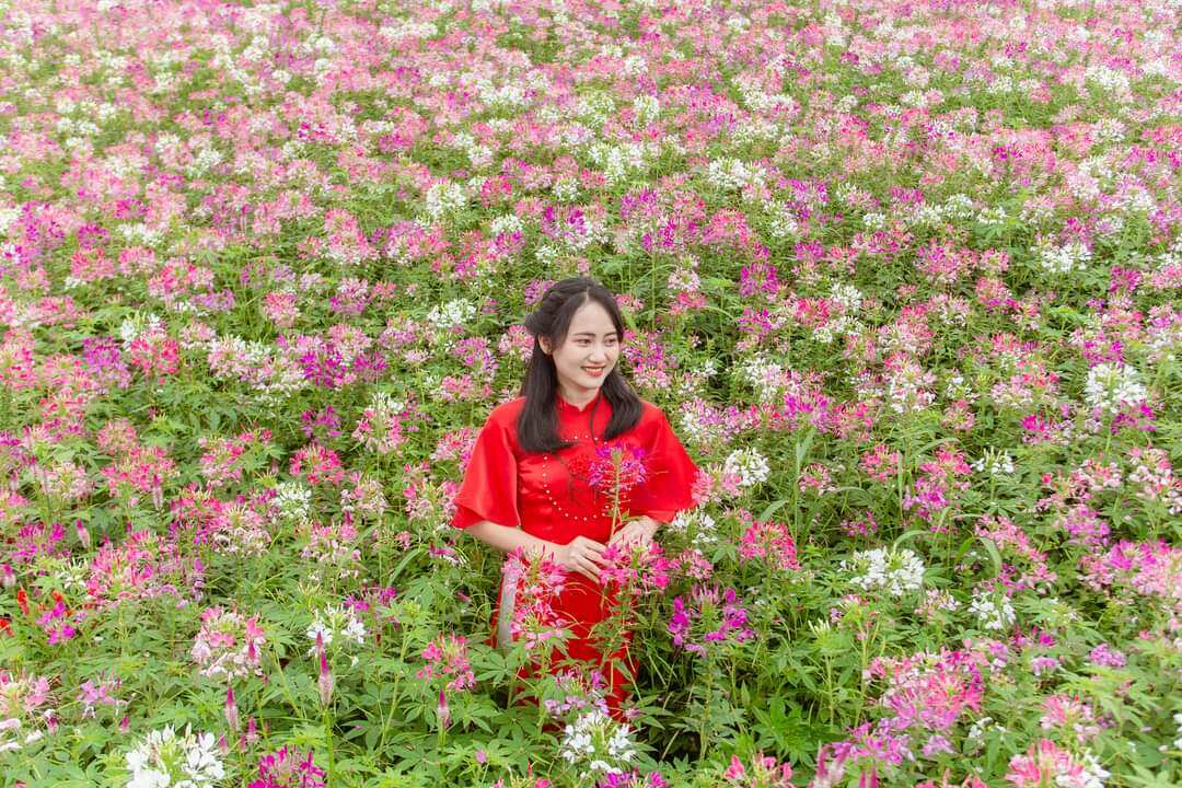 Hạt giống hoa túy điệp (150-200h)