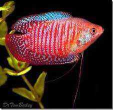 Cá sặc gấm size lớn 1.5-2n