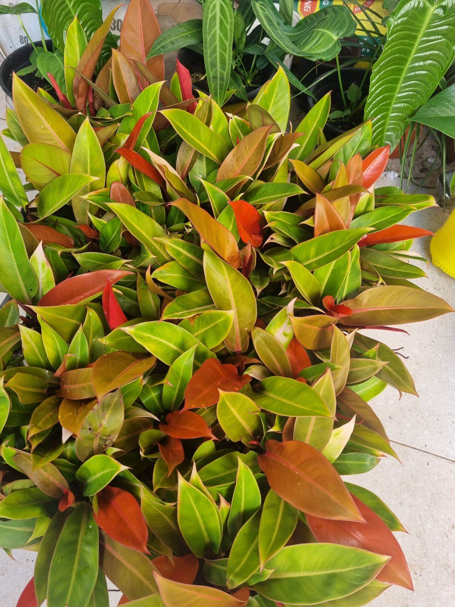 Trầu bà đế vương cam Philodendron erubescens