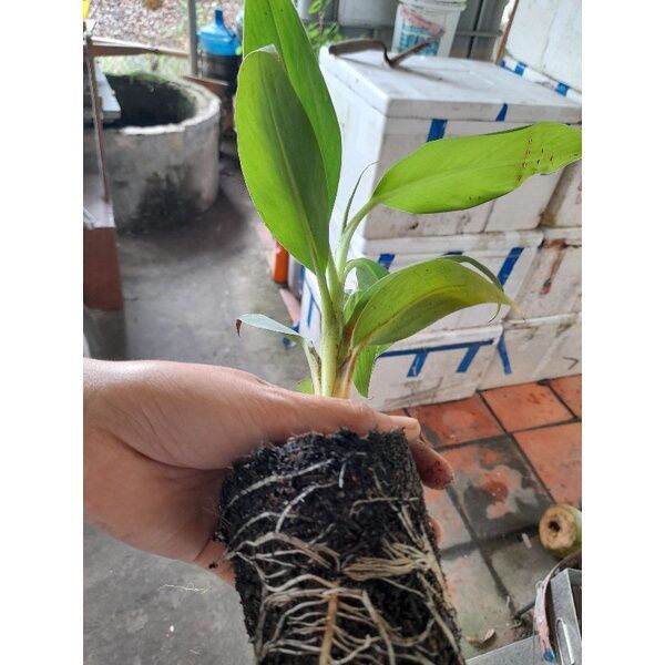 Chuối già LaBa (cây giống siêu sớm)