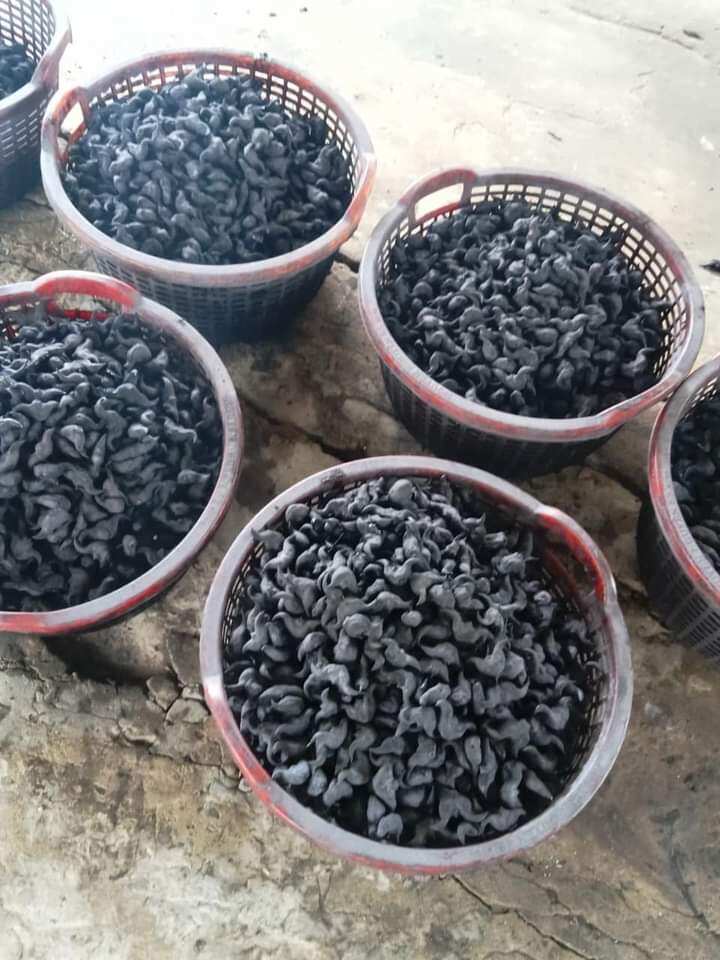 1 kg củ ấu còn sống về khách tự luộc